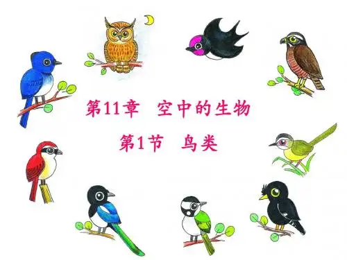 鸟类课件