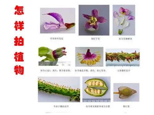 怎 样 拍 植 物