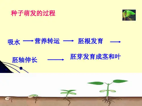 322植株的生长PPT课件