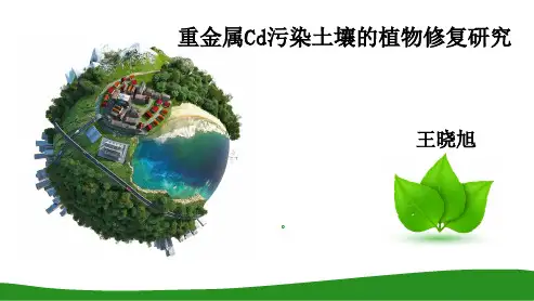 重金属污染土壤植物修复PPT