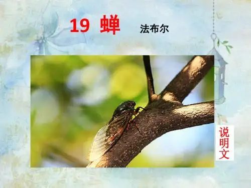 19*《蝉》