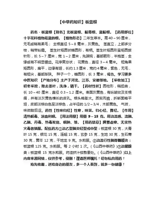 【中草药知识】板蓝根