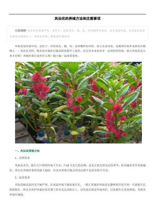 凤仙花的养殖方法和注意事项