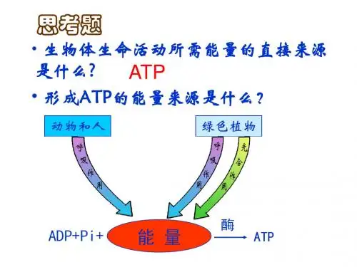 细胞呼吸(上课用)