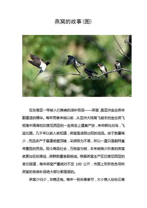 燕窝的故事