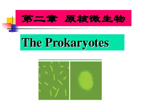 第2章原核 古菌