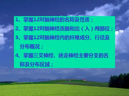 脑神经