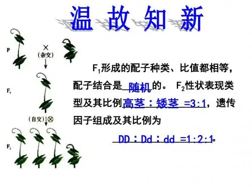 1.2 孟德尔的豌豆杂交实验(二)