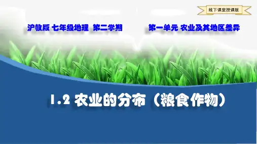 沪教版初中地理-七年级第二学期-1.2农业的分布(粮食作物)