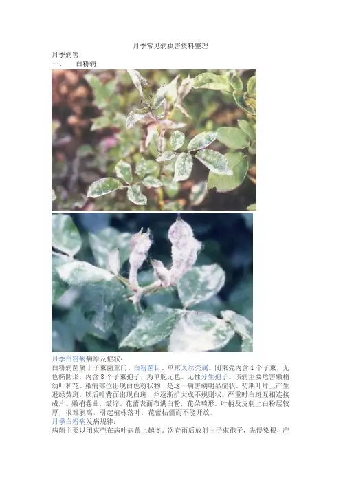 月季常见病虫害课件资料