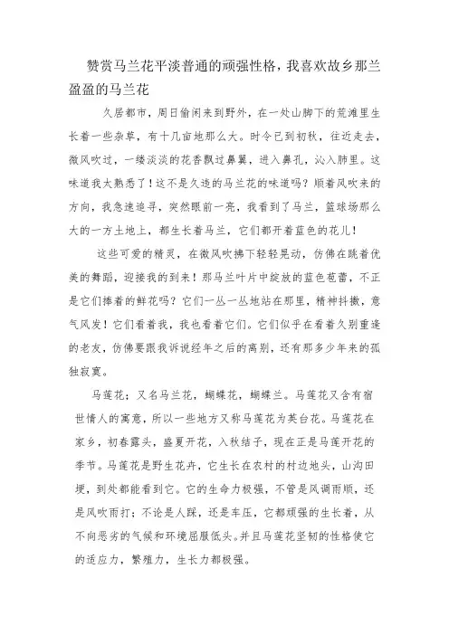 马兰花开