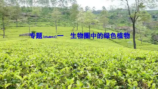 中考生物 专题复习一 生物圈中的绿色植物课件