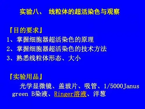 线粒体超活染色