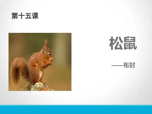 《松鼠》PPT免费课件【品质课件PPT】