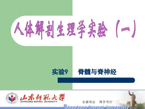 实验9 脊髓与脊神经