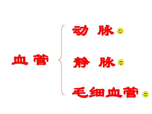 七年级生物血流的管道——血管3