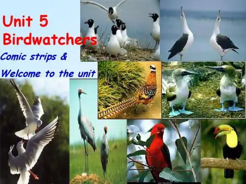 Unit 5 Birdwatchers Comic strips &Welcome to the unit 课件(牛津译林版八上)