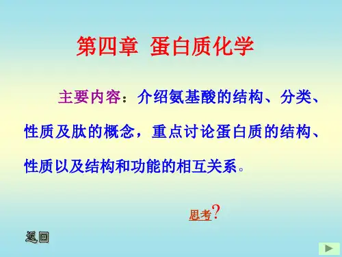生物化学：第四章 蛋白质