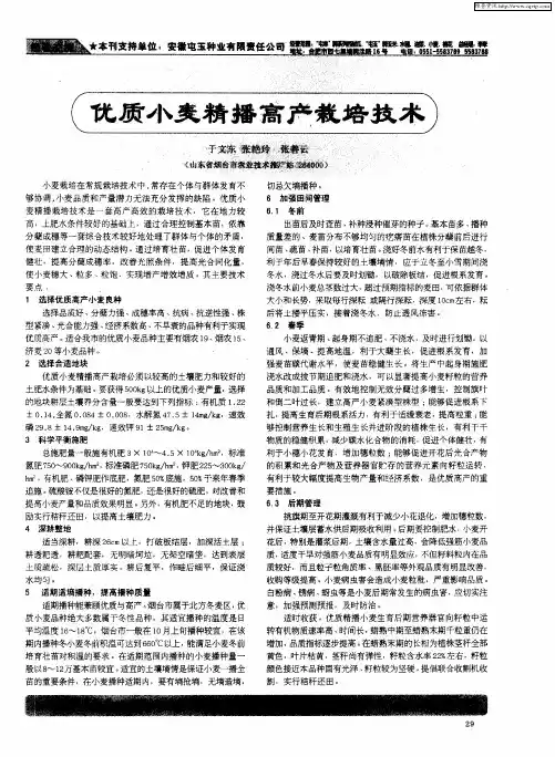 优质小麦精播高产栽培技术