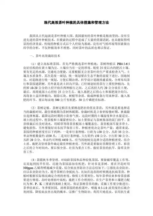 现代高效茶叶种植的具体措施和管理方法