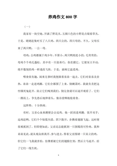 养鸡作文800字