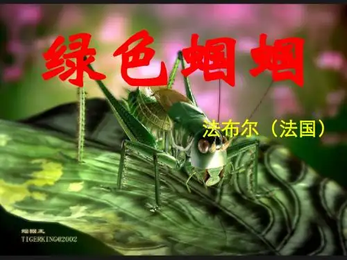绿色蝈蝈课件(共26张PPT)