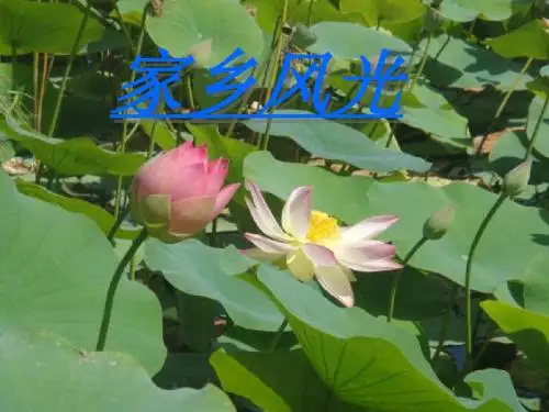 家乡风光