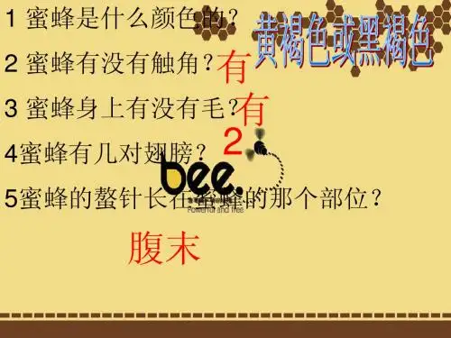 蜜蜂ppt