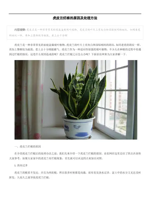 虎皮兰烂根的原因及处理方法
