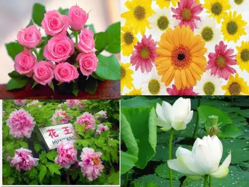 S版一年级语文上册《花朵》