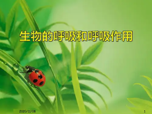 浙教版八年级下册科学 《生物的呼吸和呼吸作用》PPT教学课件