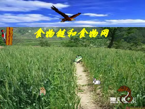 小学科学(教科版)《食物链和食物网》全文课件1