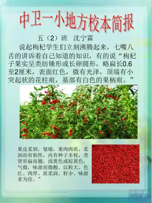校本简报