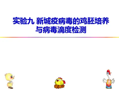 新城疫病毒的鸡胚培养与病毒滴度检测