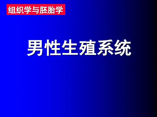 组织学与胚胎学-男性生殖系统