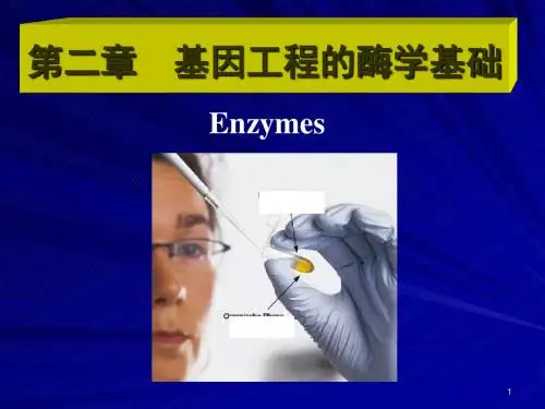 3-基因工程的酶学基础