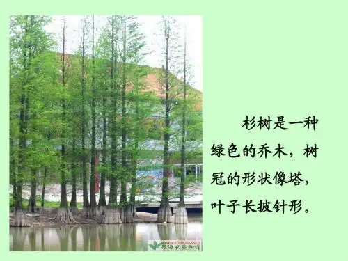 1、快乐的杉树林