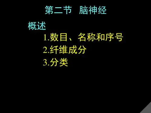 脑神经