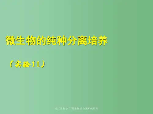 高二生物 2.1.1微生物 的分离和纯培养