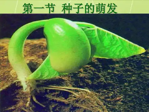 最完整种子的萌发公开课课件