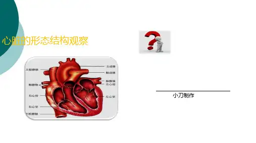 心脏的形态结构观察