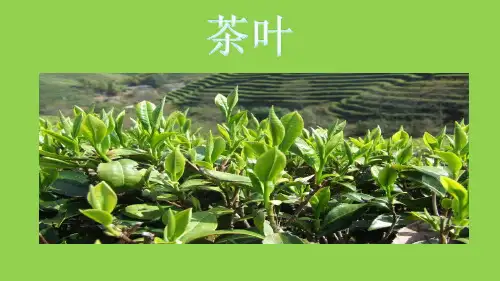 茶叶的病虫害防治