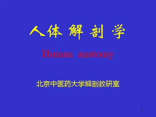 骨连接