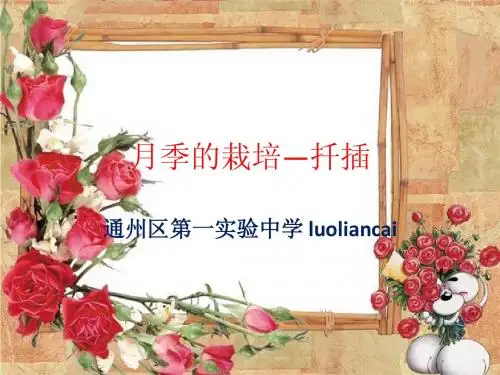 月季的栽培技术
