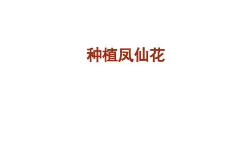 2《种植凤仙花》教学课件