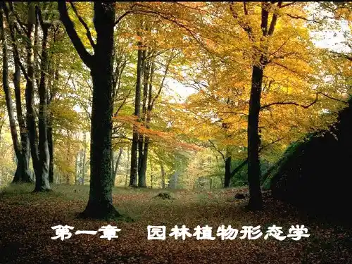 第2章 园林植物形态学——1