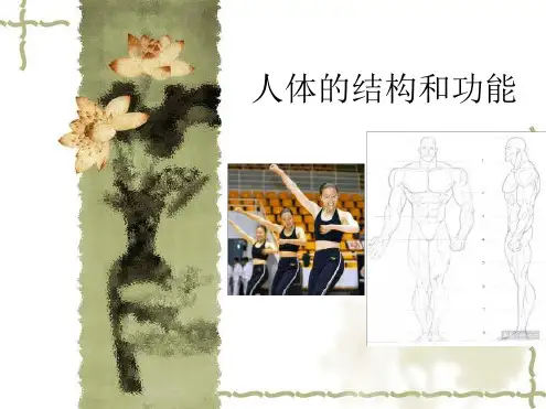 人体结构与生理功能