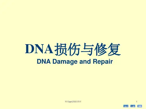DNA损伤与修复