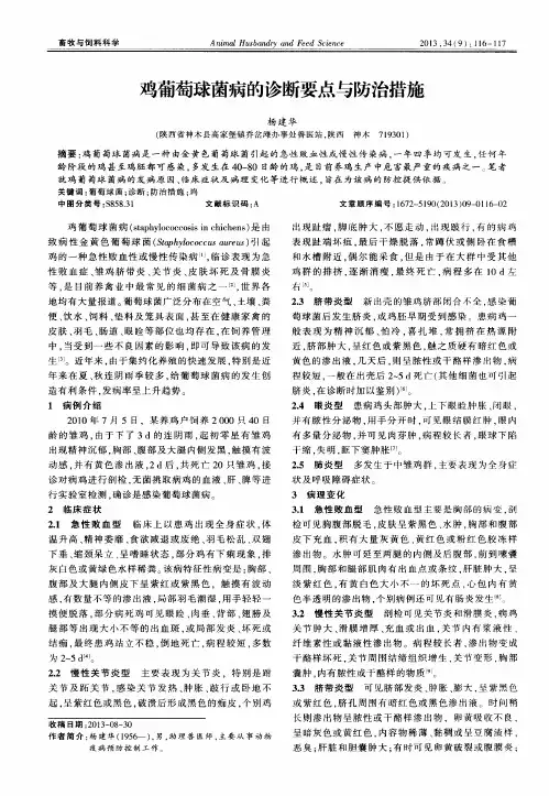 鸡葡萄球菌病的诊断要点与防治措施