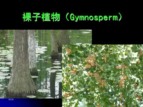 裸子植物